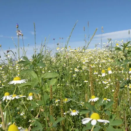 Tatil Evi Forestview Family Home