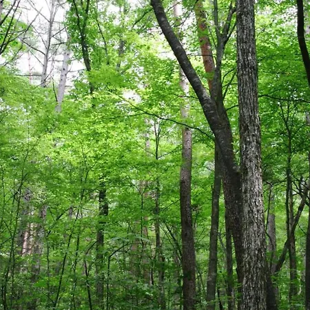 Tatil Evi Forestview Family Home